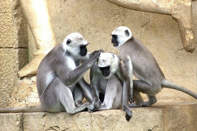 Monkey management